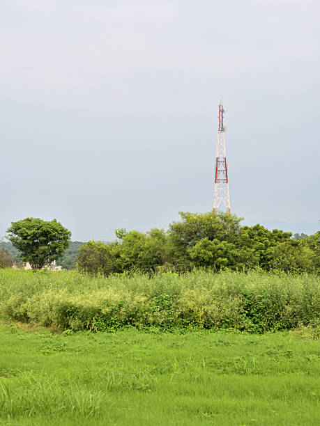 istock A red and white telecommunications tower rises above a dense patch of trees and vegetation. 2231151196