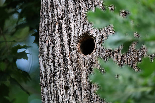 istock A round bird hole in a thick tree trunk, partially obscured by green oak leaves. 2231152886
