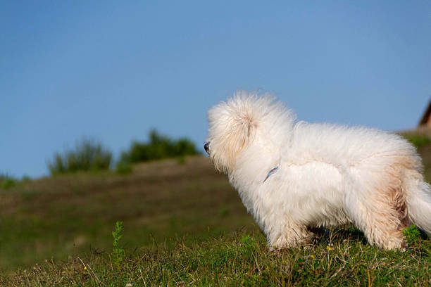 istock Fluffy Coton de Tulear Dog on Grass Hill 2231153071