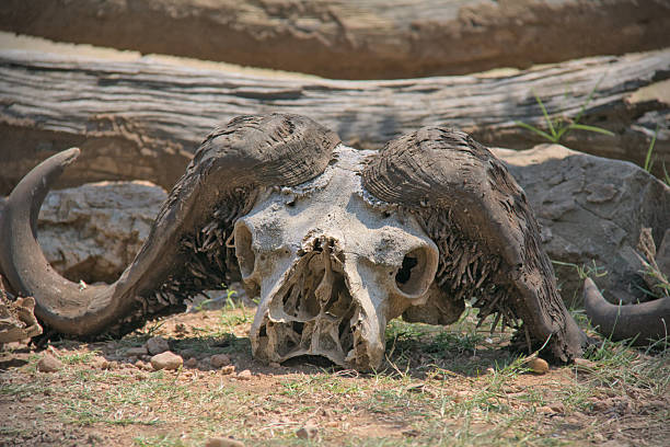 istock African buffalo skull on Mara river, Kenya 2231158901