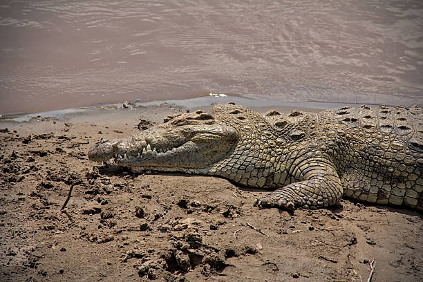 istock Crocodile on Mara river coastline close up view 2231158943