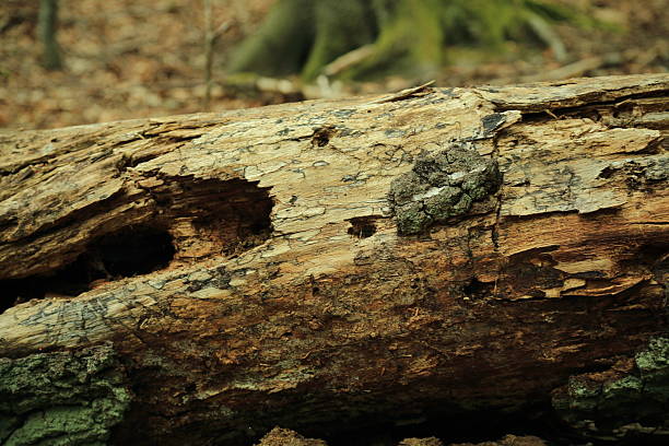 istock Wood boring insect exit holes in decaying forest log 2231160930