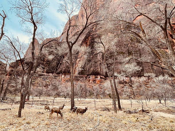 Mule deer in Zion National Park, Utah