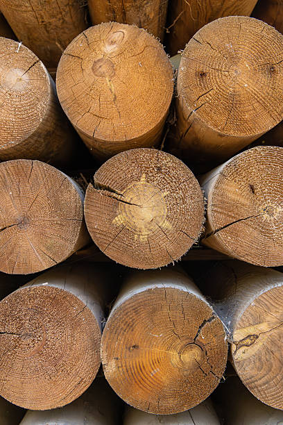 istock Stacked timber logs with visible growth rings 2231162204