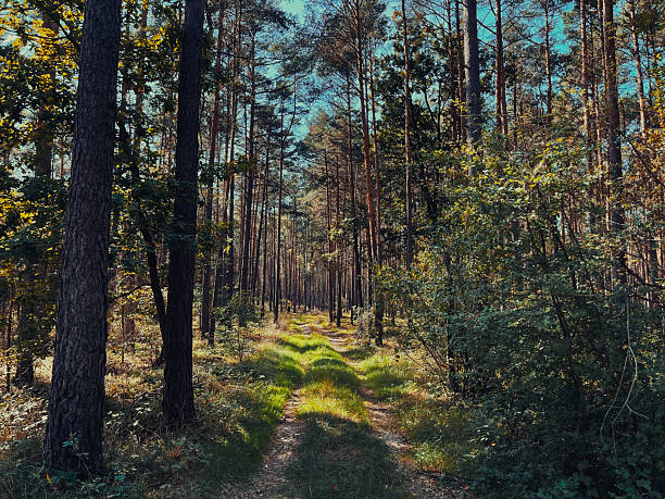istock Forest Path through Sunlit Woods in Bavaria, Germany 2231162217