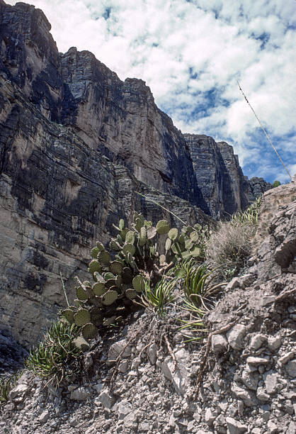 Big Bend NP - Santa Elena Canyon Prickly Pear - 1984