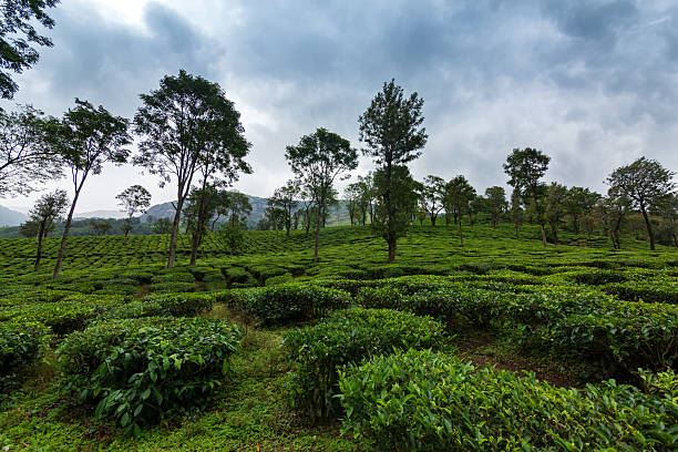 istock Tea plantations in Munnar, Kerala, India 2231162885