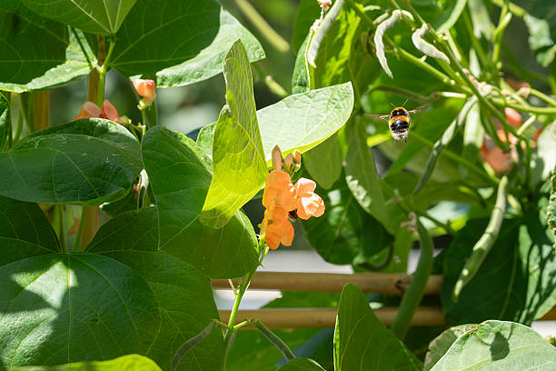 Bumble bee in flight bathed in sunlight pollinating gathering pollen from a pink flowered runner bean vegetable plant