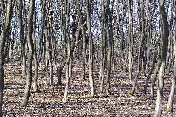 istock Hornbeam trees growing in the forest 2231163351