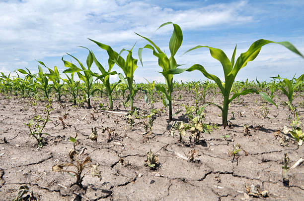 istock In the field, young corn is treated with herbicides to protect against weeds 2231163668