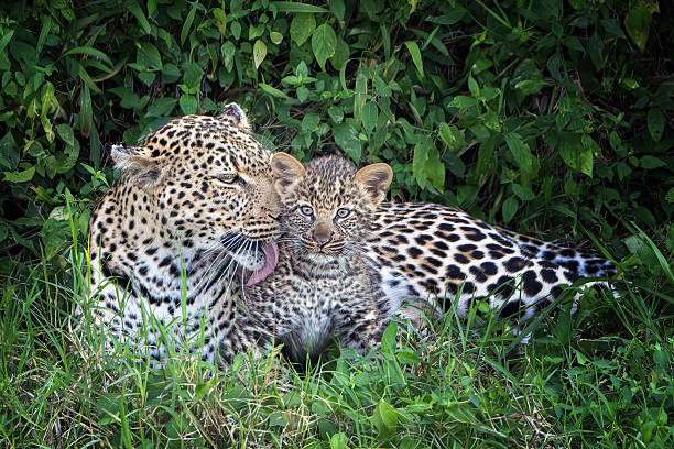 Leopard Mother and Her Cub, this was taken in Masai Mara