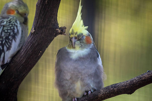 istock Parakeet observation in french zoo 2231165576