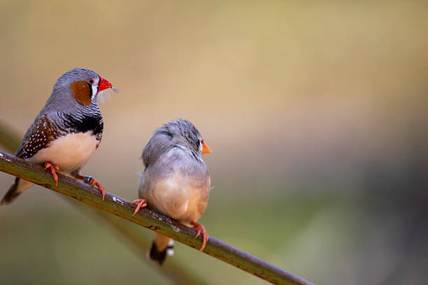 White Bengalese Finch (White Society Finch) in Bloedel Conservatory in Vancouver City