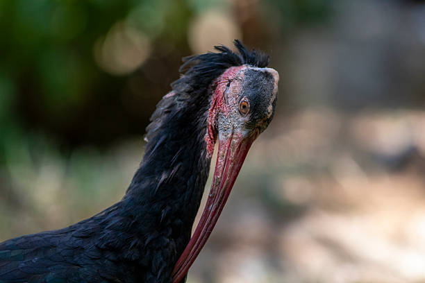 A day at the bird park in Villars-les-Dombes, France