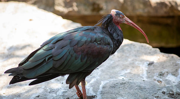istock Bald ibis in french zoo 2231165701