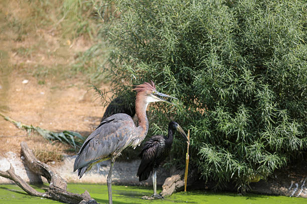 Birdlife in the Kruger National Park