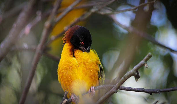istock Yellow bird in the zoo 2231165765
