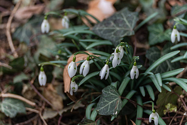 istock Beautiful white snowdrop flowers in the park 2231167232