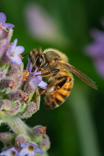 istock Honeybee gathering nectar from a purple flower. 2231172323