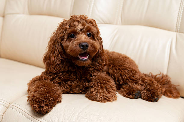 istock Adorable brown dog relaxing on sofa 2231175079