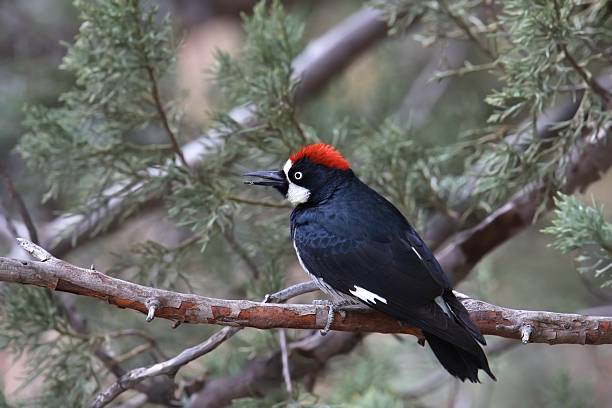 istock Acorn Woodpecker (male) (melanerpres formicivorus) perched in a pine tree 2231176428