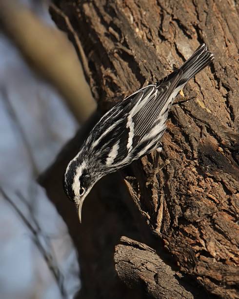 Black-and-white Warbler (mniotilta varia) looking down from the trunk of a big tree