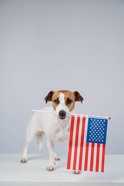istock Jack Russell Terrier dog holding US flag on white background. 2231177431