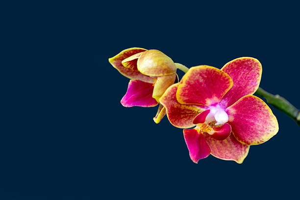 Pink mini phalaenopsis orchid flowers isolate on gray background