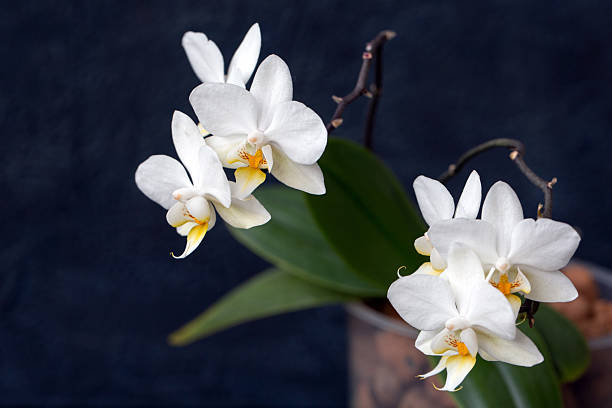 istock White blooming mini phalaenopsis orchid on a dark background 2231178963