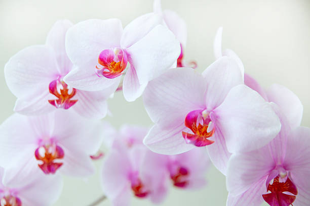 istock Lush white phalaenopsis orchid flowers on white background 2231178988