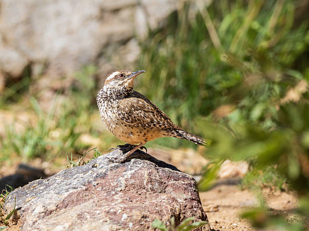 The cactus wren (Campylorhynchus brunneicapillus) is a species of wren that is endemic to the deserts of the southwestern United States and northern and central Mexico.