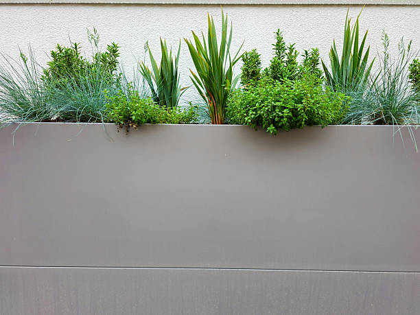 istock Green plants in front of white wall 2231179742
