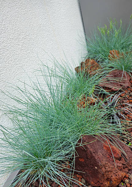 istock Green plant with thin leaves in flower bed 2231179884