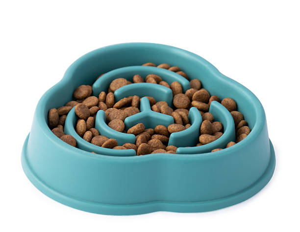 istock Cat and dog blue slow Feeding Bowl isolated on white background 2231181403