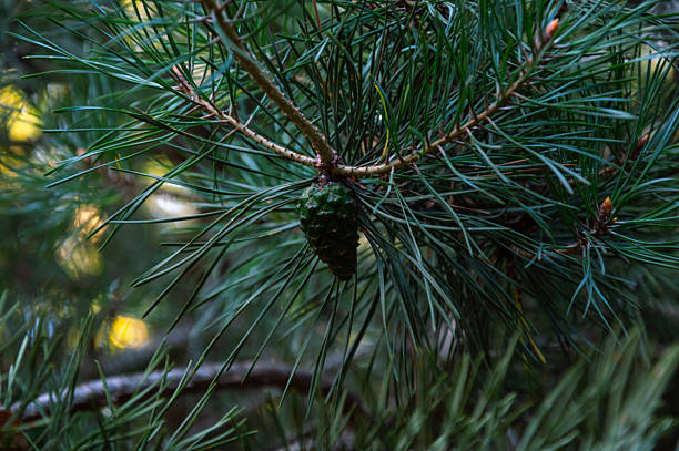 A fresh green pine cone is prominently visible among vibrant pine needles in a serene forest, basking in daylight and nature's tranquility.