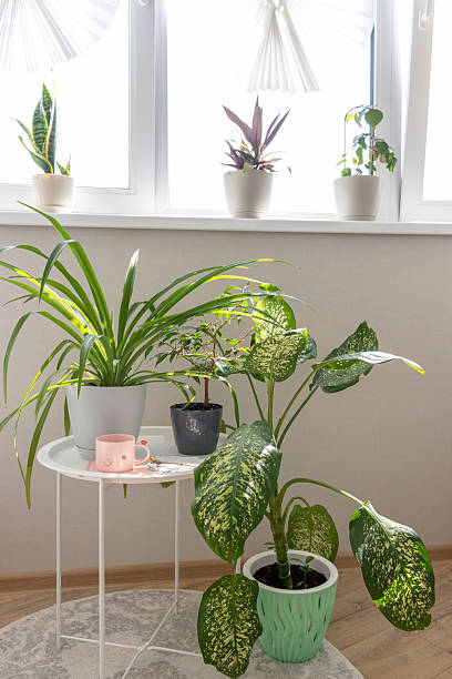 istock Cozy balcony designed in light tones with house pot plants. Interior 2231183275