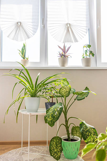Cozy balcony designed in light tones with house pot plants. Interior