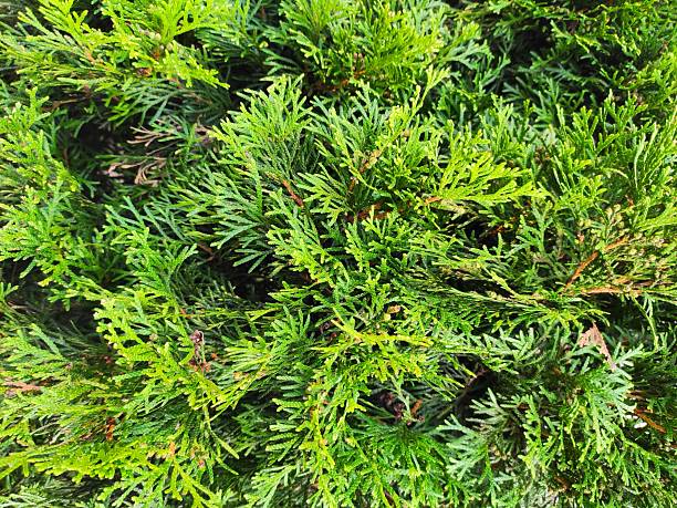 istock Beautiful nature photos 2231185524