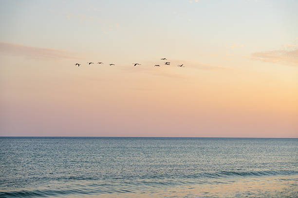 Birds flying over ocean at sunset