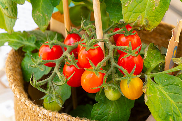 istock Fresh cherry tomatoes ripening on a vine in a basket 2231186250