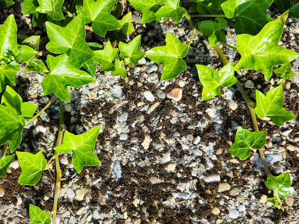 istock Dark stone wall with climbing foliage downward 2231187062