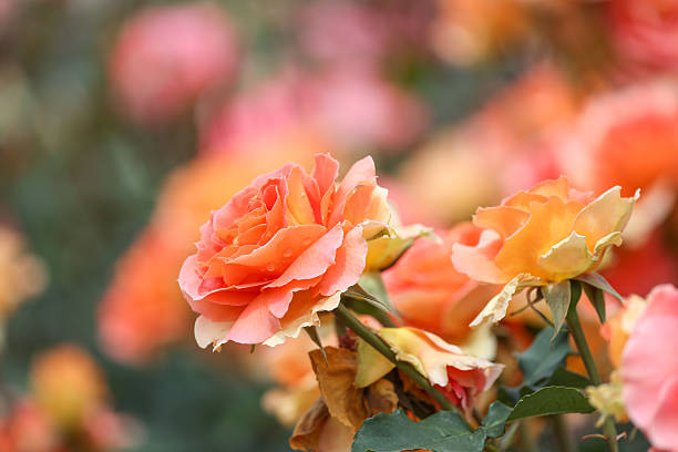 Pink roses in the rose garden.