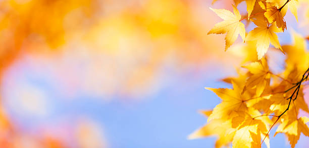 istock Autumn Leaves With Morning Sunlight In The Forest 2231192833