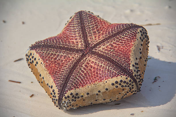 A simple yet stunning image of a single sea star on a sandy beach