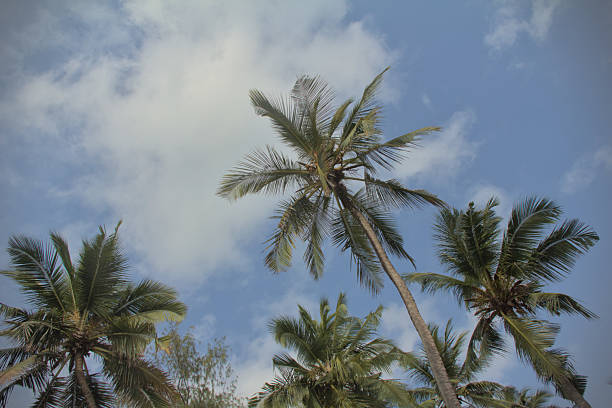 Beautiful palm beach in Zanzibar, Tanzania