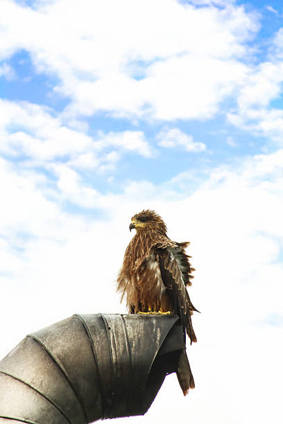 Stock photo showing Clanga hastata (Indian spotted eagle) perched in residential area drying it's feathers. This is a large bird of prey found in South Asia.