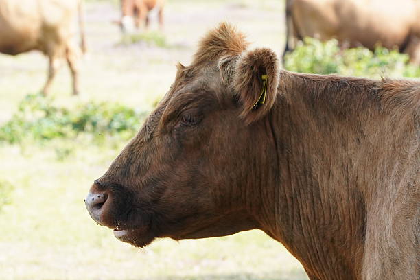 istock Profile picture of brown cows head 2231196525