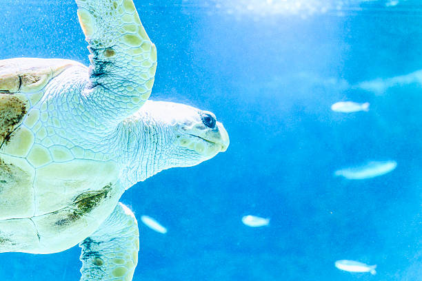 istock Loggerhead sea turtle swimming in blue water 2231199248