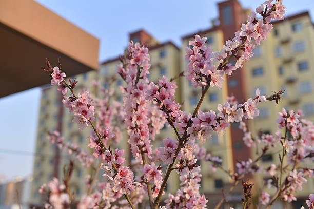 In full bloom in the peach blossom
