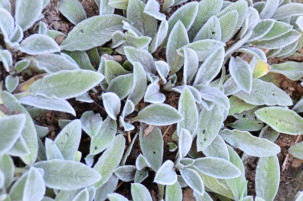 Several goldfish (Stachys byzantina) growing in the backyard garden